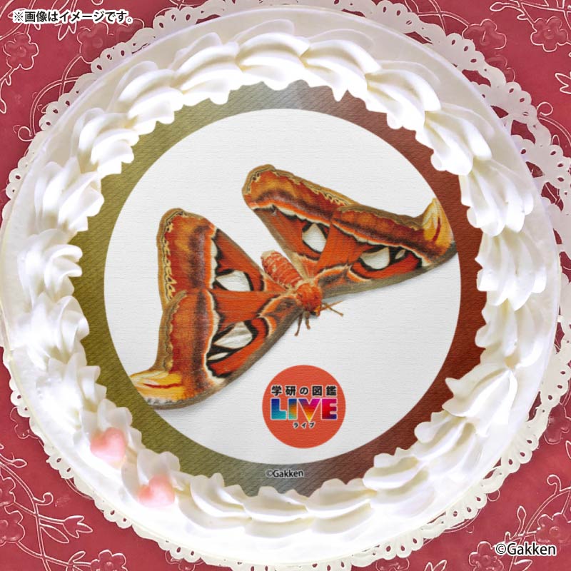 �ץꥱ�����ʥ�ʥ��˥���ˡ���ŵ�����ɤޤ��ϴ̥Хå��դ���[�ظ��ο޴�LIVE]