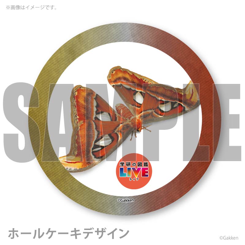 �ץꥱ�����ʥ�ʥ��˥���ˡ���ŵ�����ɤޤ��ϴ̥Хå��դ���[�ظ��ο޴�LIVE]