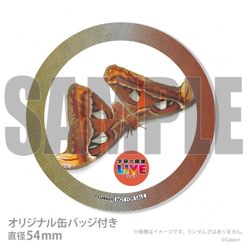 �ץꥱ�����ʥ�ʥ��˥���ˡ���ŵ�����ɤޤ��ϴ̥Хå��դ���[�ظ��ο޴�LIVE]