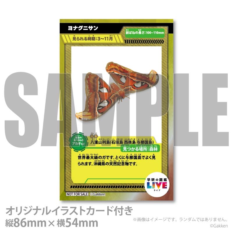 �ץꥱ�����ʥ�ʥ��˥���ˡ���ŵ�����ɤޤ��ϴ̥Хå��դ���[�ظ��ο޴�LIVE]