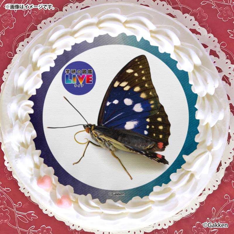 �ץꥱ�����ʥ�����饵���ˡ���ŵ�����ɤޤ��ϴ̥Хå��դ���[�ظ��ο޴�LIVE]