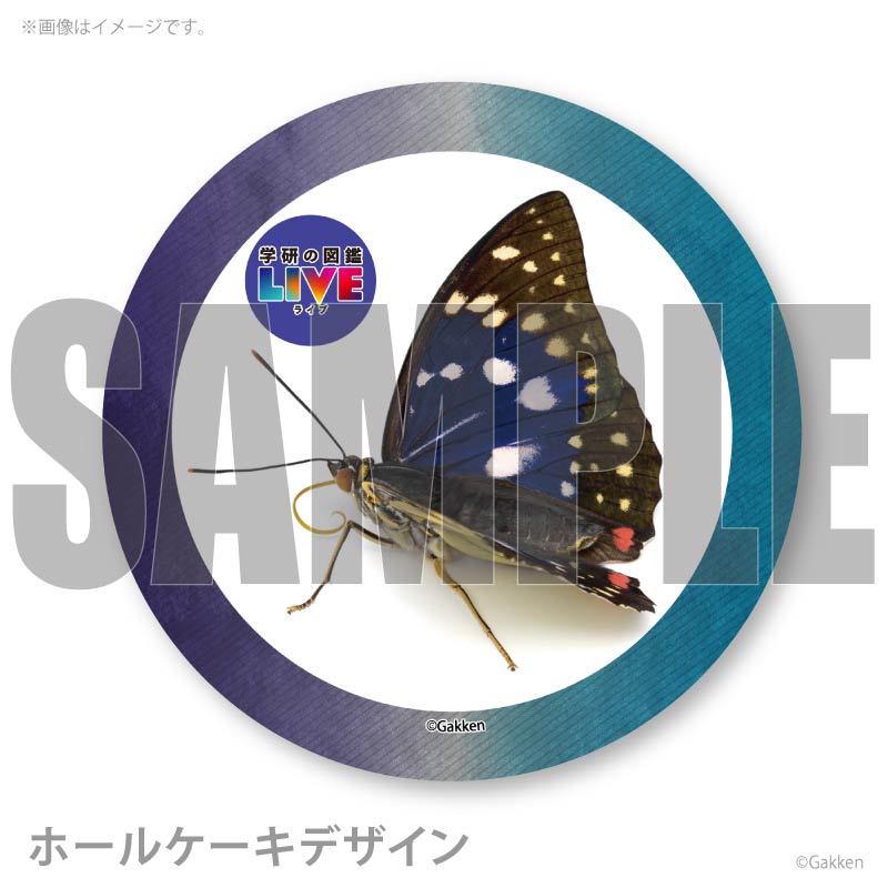 �ץꥱ�����ʥ�����饵���ˡ���ŵ�����ɤޤ��ϴ̥Хå��դ���[�ظ��ο޴�LIVE]