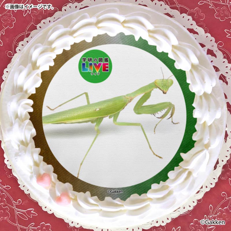 �ץꥱ�����ʥϥ�ӥ����ޥ���ˡ���ŵ�����ɤޤ��ϴ̥Хå��դ���[�ظ��ο޴�LIVE]