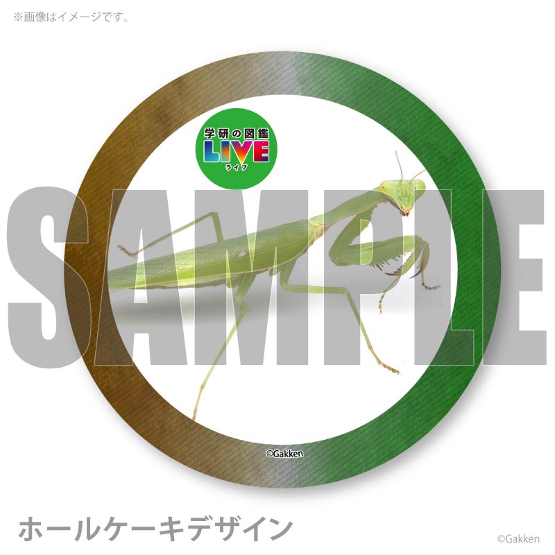 �ץꥱ�����ʥϥ�ӥ����ޥ���ˡ���ŵ�����ɤޤ��ϴ̥Хå��դ���[�ظ��ο޴�LIVE]