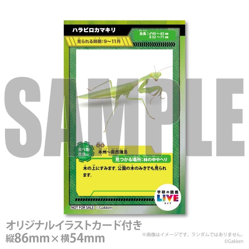 �ץꥱ�����ʥϥ�ӥ����ޥ���ˡ���ŵ�����ɤޤ��ϴ̥Хå��դ���[�ظ��ο޴�LIVE]