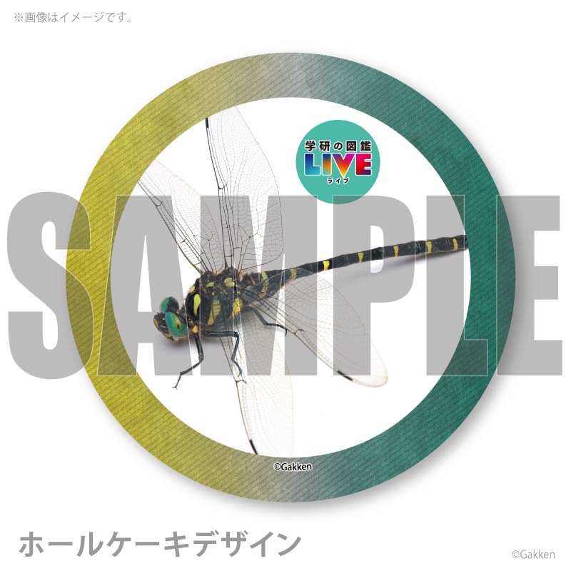 �ץꥱ�����ʥ��˥��ޡˡ���ŵ�����ɤޤ��ϴ̥Хå��դ���[�ظ��ο޴�LIVE]