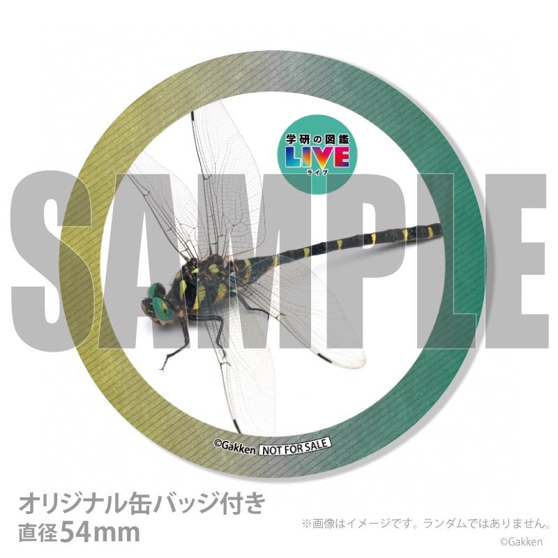 �ץꥱ�����ʥ��˥��ޡˡ���ŵ�����ɤޤ��ϴ̥Хå��դ���[�ظ��ο޴�LIVE]