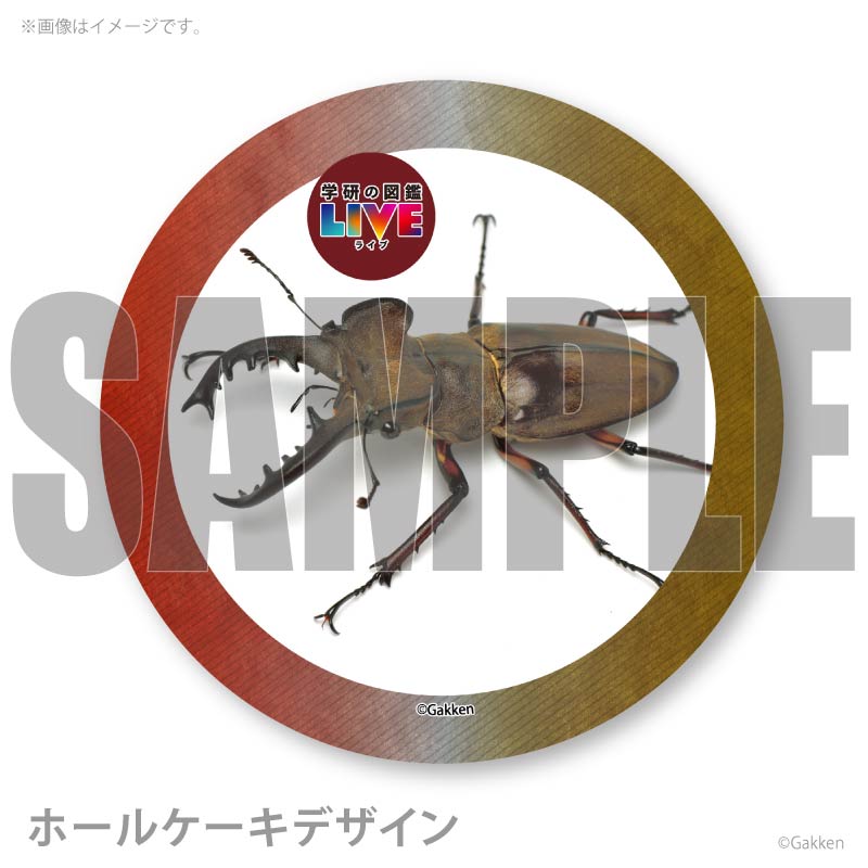 �ץꥱ�����ʥߥ�ޥ��塞���ˡ���ŵ�����ɤޤ��ϴ̥Хå��դ���[�ظ��ο޴�LIVE]