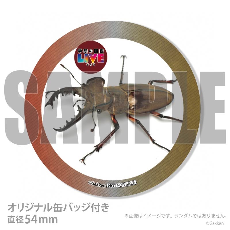 �ץꥱ�����ʥߥ�ޥ��塞���ˡ���ŵ�����ɤޤ��ϴ̥Хå��դ���[�ظ��ο޴�LIVE]