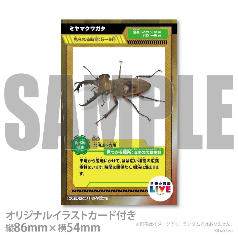 �ץꥱ�����ʥߥ�ޥ��塞���ˡ���ŵ�����ɤޤ��ϴ̥Хå��դ���[�ظ��ο޴�LIVE]