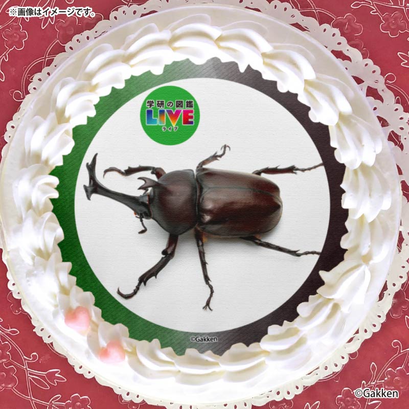 �ץꥱ�����ʥ��֥ȥॷ�ˡ���ŵ�����ɤޤ��ϴ̥Хå��դ���[�ظ��ο޴�LIVE]