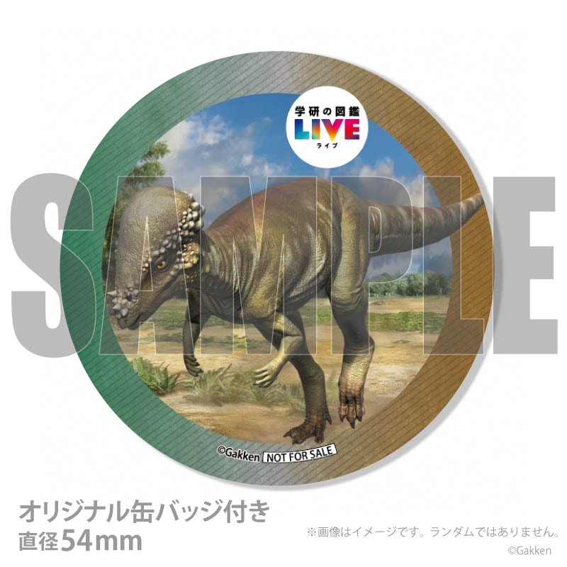 �ץꥱ�����ʥѥ����ե��������륹�ˡ���ŵ�����ɤޤ��ϴ̥Хå��դ���[�ظ��ο޴�LIVE]