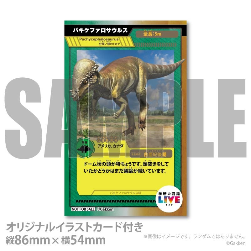 �ץꥱ�����ʥѥ����ե��������륹�ˡ���ŵ�����ɤޤ��ϴ̥Хå��դ���[�ظ��ο޴�LIVE]