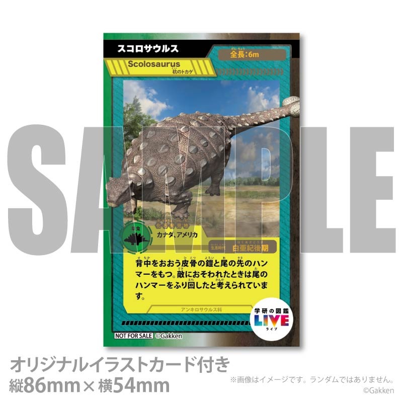 �ץꥱ�����ʥ����������륹�ˡ���ŵ�����ɤޤ��ϴ̥Хå��դ���[�ظ��ο޴�LIVE]