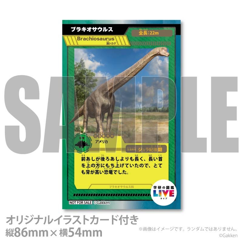 �ץꥱ�����ʥ֥饭�������륹�ˡ���ŵ�����ɤޤ��ϴ̥Хå��դ���[�ظ��ο޴�LIVE]