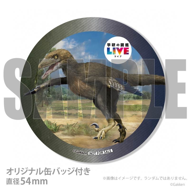 �ץꥱ�����ʥǥ��Υ˥����ˡ���ŵ�����ɤޤ��ϴ̥Хå��դ���[�ظ��ο޴�LIVE]