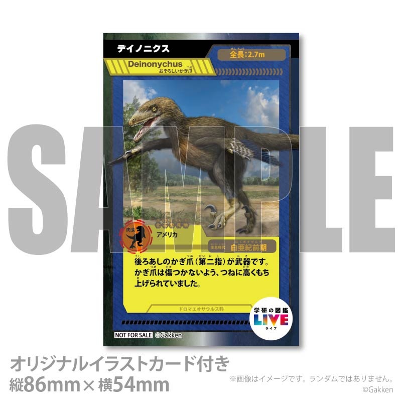 �ץꥱ�����ʥǥ��Υ˥����ˡ���ŵ�����ɤޤ��ϴ̥Хå��դ���[�ظ��ο޴�LIVE]