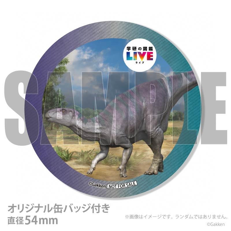 �ץꥱ�����ʥ������Υɥ�ˡ���ŵ�����ɤޤ��ϴ̥Хå��դ���[�ظ��ο޴�LIVE]