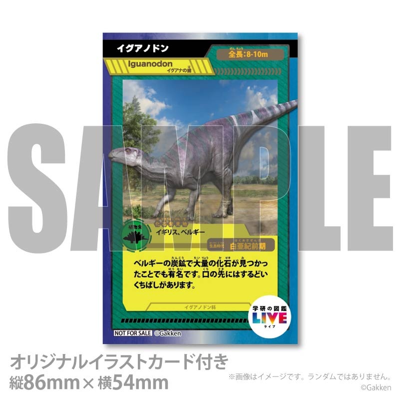 �ץꥱ�����ʥ������Υɥ�ˡ���ŵ�����ɤޤ��ϴ̥Хå��դ���[�ظ��ο޴�LIVE]