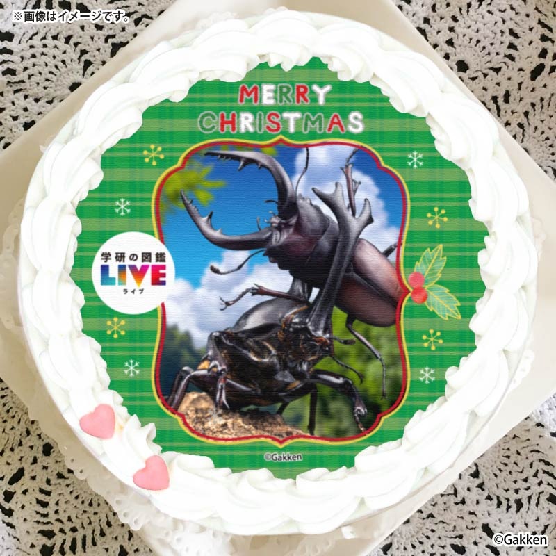 Xmas�ץꥱ����2025�ʺ���ˡ���ŵ�̥Хå��դ���[�ظ��ο޴�LIVE]