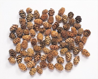 22720-000／ミニツガ／N【ﾒｰｶｰ廃番品】 | ドライフラワー