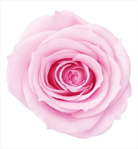 03480-102／ローズ・いずみ／シャーベットピンク | ドライフラワー