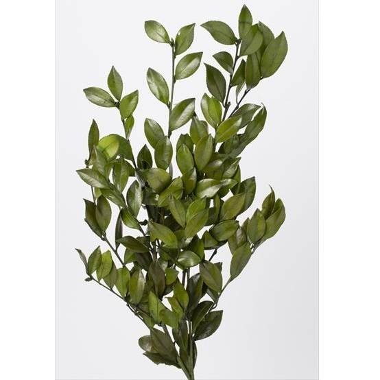 03362-700�������󤫤��ա����꡼��