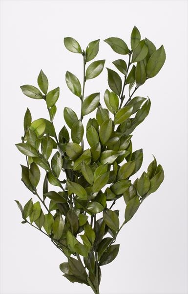 02622-700���ؤ��ա����꡼��