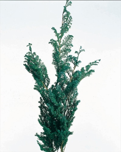 01320-700／ヒムロスギ／グリーン | ドライフラワー／プリザーブド
