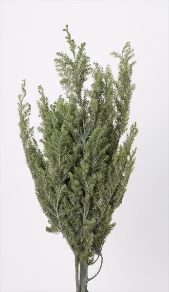 01322-722／ヒムロスギ／パウダーグリーン | ドライフラワー