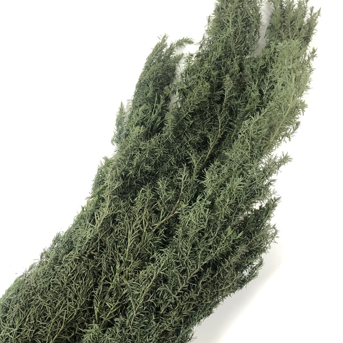 01322-722／ヒムロスギ／パウダーグリーン | ドライフラワー