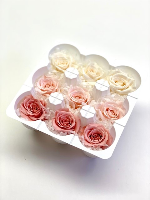 03484-150／ローズ・いずみ・カラーアソート／ホワイト・ピンク
