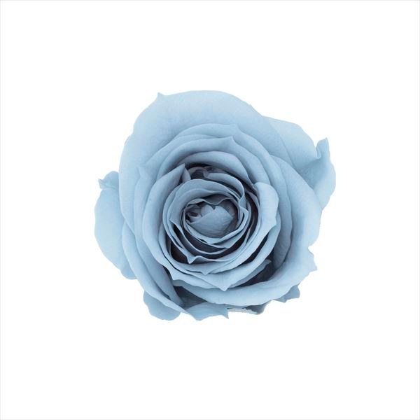 ���ڤꎾ���٢�03840-671�����������ߥߡ��ߥ��ȥ֥롼�ڎҎ����������ʡ�