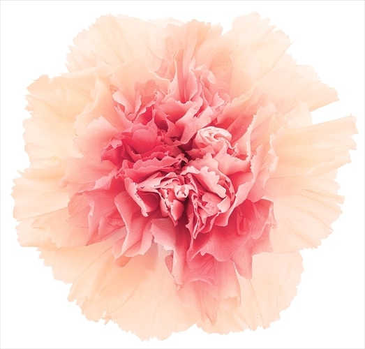 02180-370／カーネーション・ミルフィーユ／ピーチロゼ | すべての商品