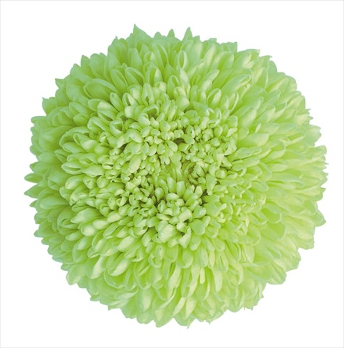 ポンポンページ ぽんぽんファミリー@関西子連れNAVI👧🏻👦🏻パパママが日替わり