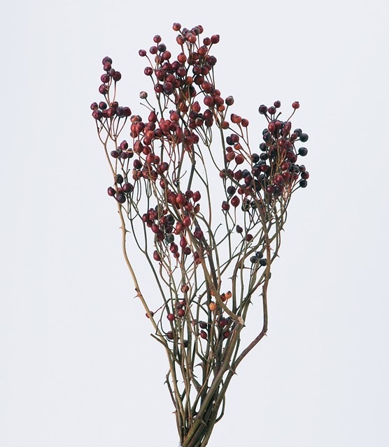 22年分 完売 232 000 野バラの実 トゲつき ｎ すべての商品 プロフローラ