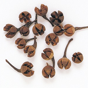 TK-66069���Х���ߥˡ��ʥ�����