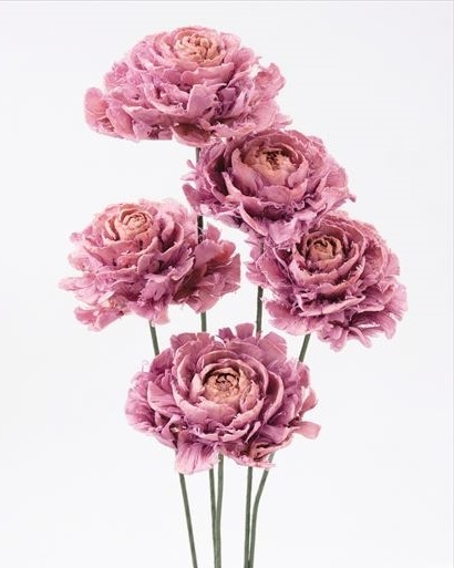 ���ڤꎾ���٢�30080-110�����������������ꥹ����ԥ󥯡ڵ���͡�