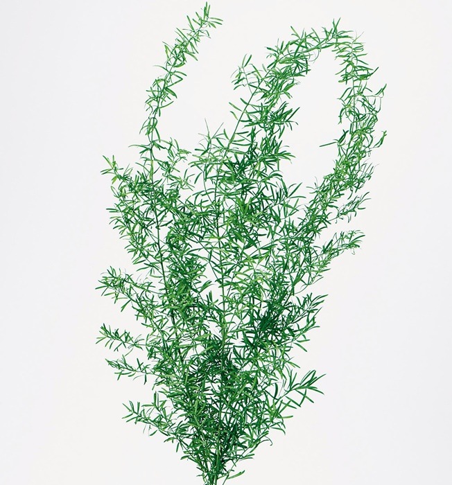 01080-731／アスパラ・スプリンゲリー／フレッシュグリーン | ドライ 