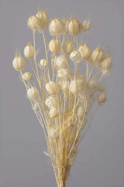 10060-011／フーセンポピー／オフホワイト | ドライフラワー 