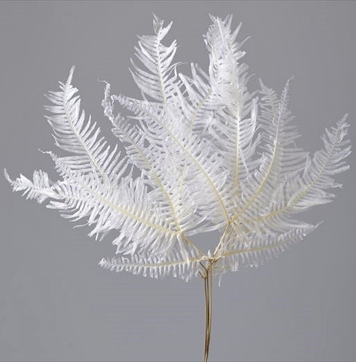 50293-011／山シダ・特大／白 | ドライフラワー／プリザーブドフラワー