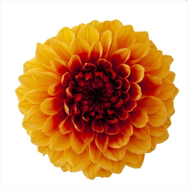 351 ダリア グレイス オレンジワイン ドライフラワー プリザーブドフラワー 大地農園 プリザーブド ダリア プロフローラ