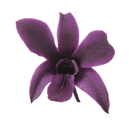 Fl223 18 デンドロビウム S バイオレット ドライフラワー プリザーブドフラワー フロールエバー その他メインフラワー デンドロビウム シンビジウム プロフローラ