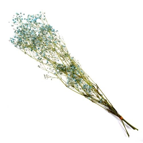 FL830-940／カスミソウ／ライトブルー | すべての商品 | プロフローラ