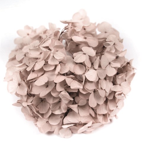 Fl291 44 アンデスアジサイ ヘーゼルナッツ 次回生産 未定 ドライフラワー プリザーブドフラワー フロールエバー アンデスアジサイ プロフローラ