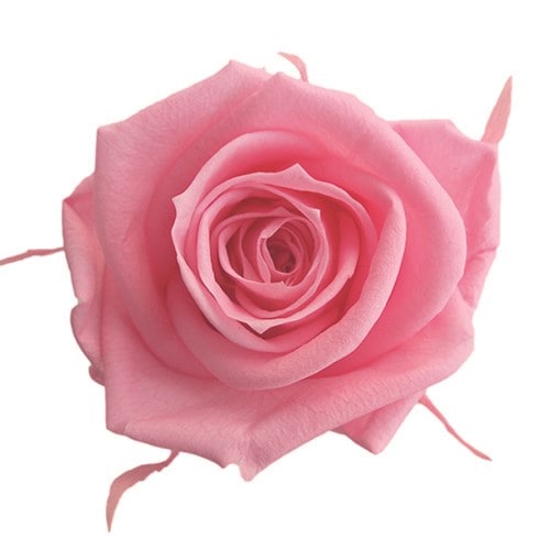 FL0300-47/メディアナローズ/シュガーピンク | ドライフラワー