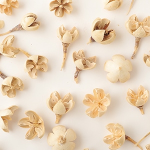 TK-66182／バクリフラワー／アイボリー | ドライフラワー