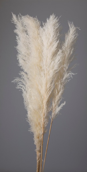 51350-011／ビックテールリード／白【直送対応商品】 | ドライフラワー