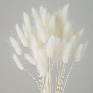 Tk ラグラス ホワイト 次回生産 9月頃 ドライフラワー プリザーブドフラワー 東北花材 ドライフラワー カラードライフラワー ラグラス プロフローラ