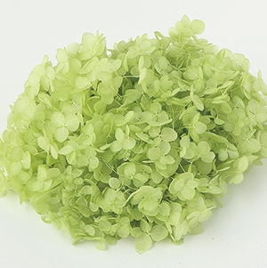 TK-64186/ソフトあじさいアナベル/アップルグリーン | ドライフラワー